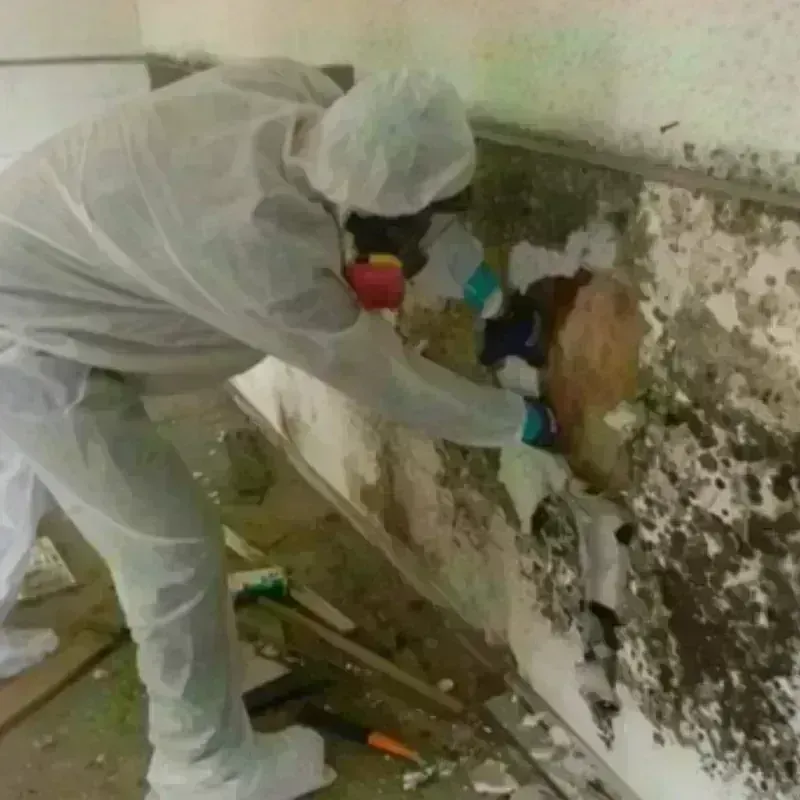 Mold Remediation and Removal in York Beach, ME